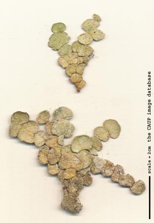 Halimeda sp.jpg